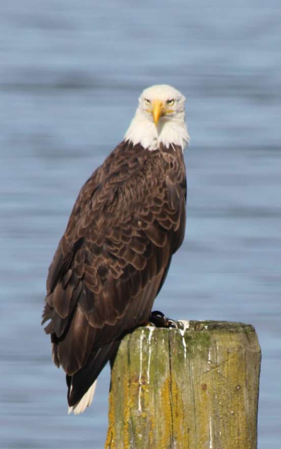Bald Eagle Searching for Sockeye Salmon